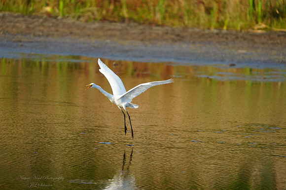 Low Flying Egret-2