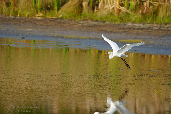 Low Flying Egret