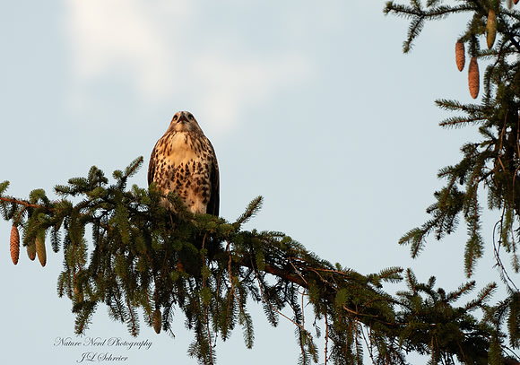 Red Tailed Hawk at Sunset - 3