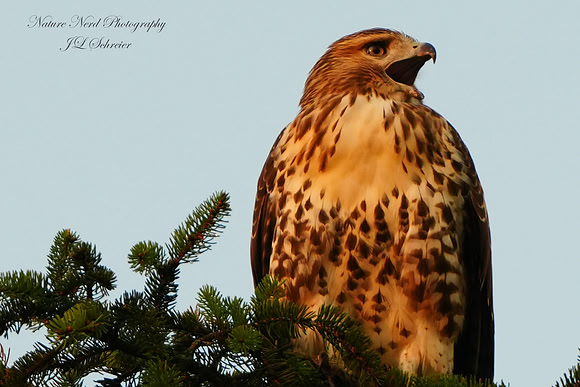 Red Tailed Hawk at Sunset - 2