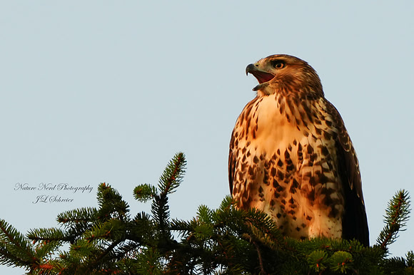 Red Tailed Hawk at Sunset - 2