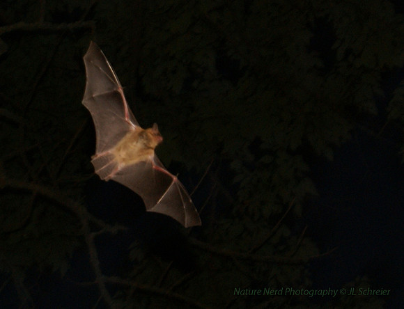 Going Batty