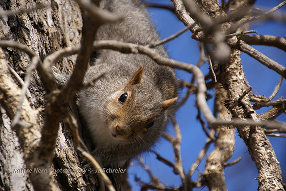 Squirrel
