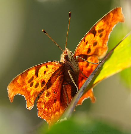 Polygonia interrogationis (Question Mark Butterfly)