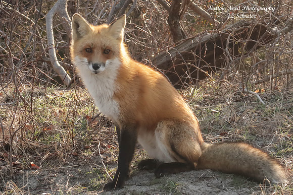 Red Fox at Sandy Hook