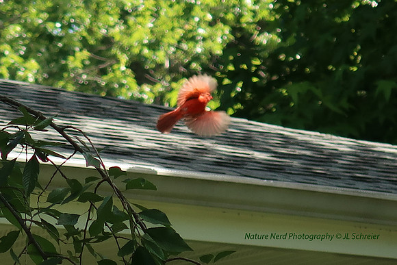 Cardinal in Flight