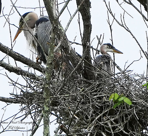 Great Blue Heron & Her Fledgling