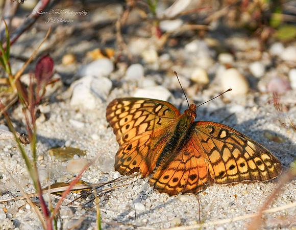 Variegated Fritillary Butterfly
