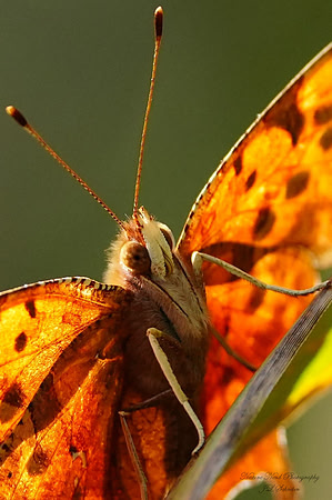 Polygonia interrogationis (Question Mark Butterfly) - 2