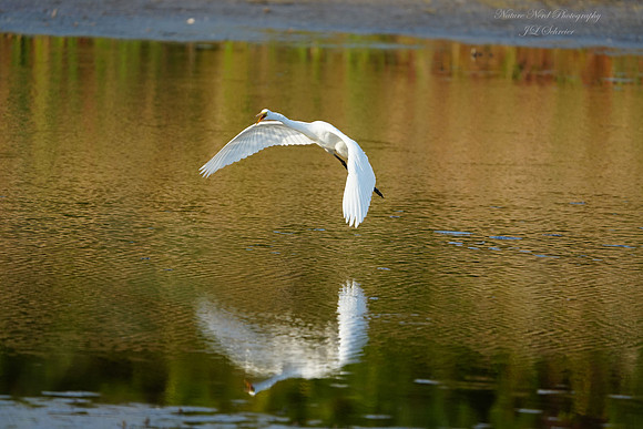 Landing Egret - 3