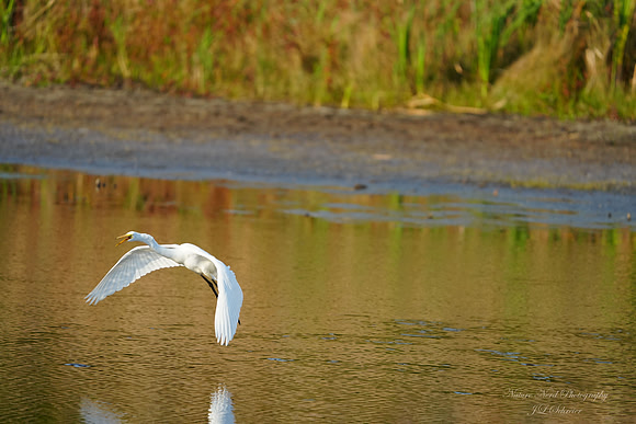 Low Flying Egret-3