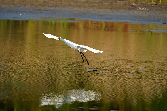 Landing Egret - 2