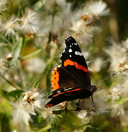 Red Admiral