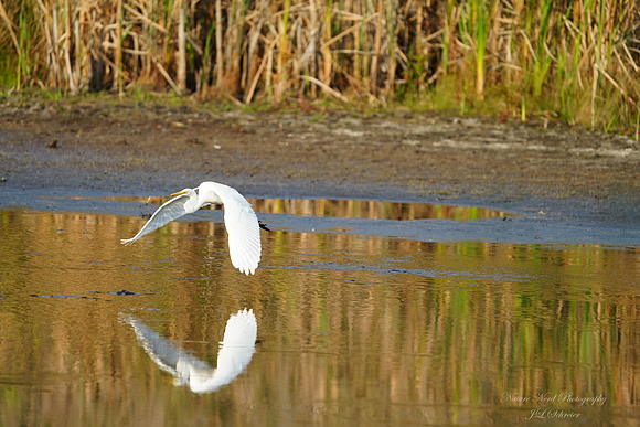 Low Flying Egret - 4
