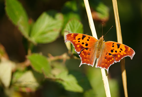 Polygonia interrogationis (Question Mark Butterfly) - 3