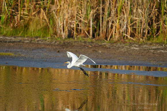 Landing Egret