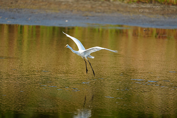 Landing Egret - 4